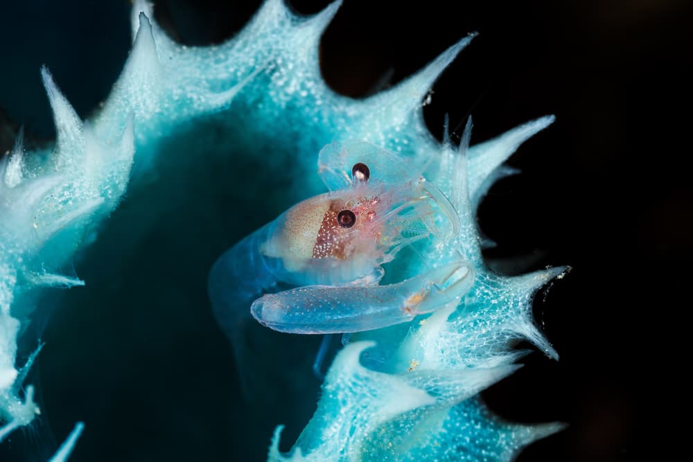 Translucent Blue Creature by Barathieu Gabriel — canvas wall art