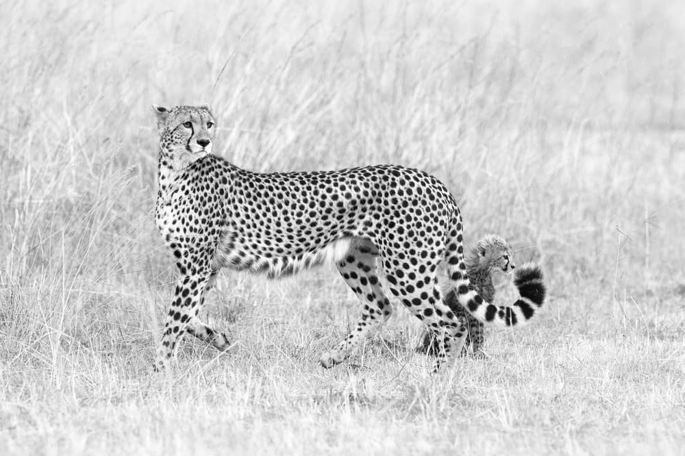Cheetah Mother and Cub by Mohammed Alnaser — canvas wall art