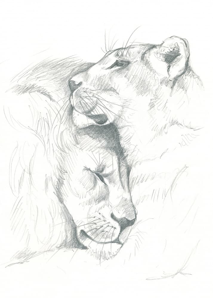 Lion Serenity by Isabelle Brent — canvas wall art