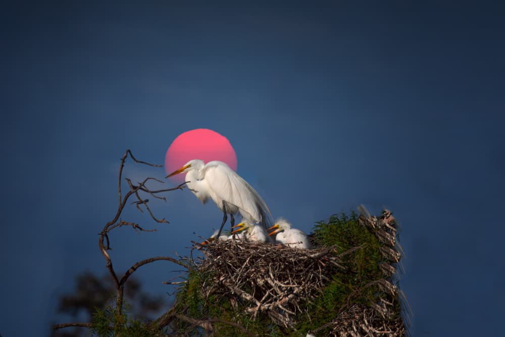Egret Family Pink Sunset by Jiahong Zeng — canvas wall art