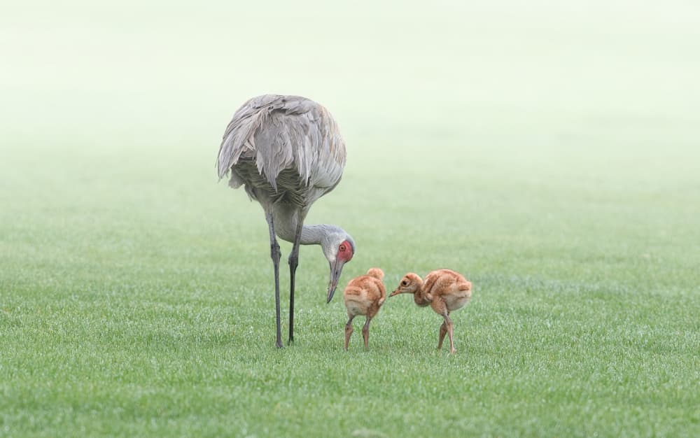 Gentle Crane Family by Larry Deng APA — canvas wall art