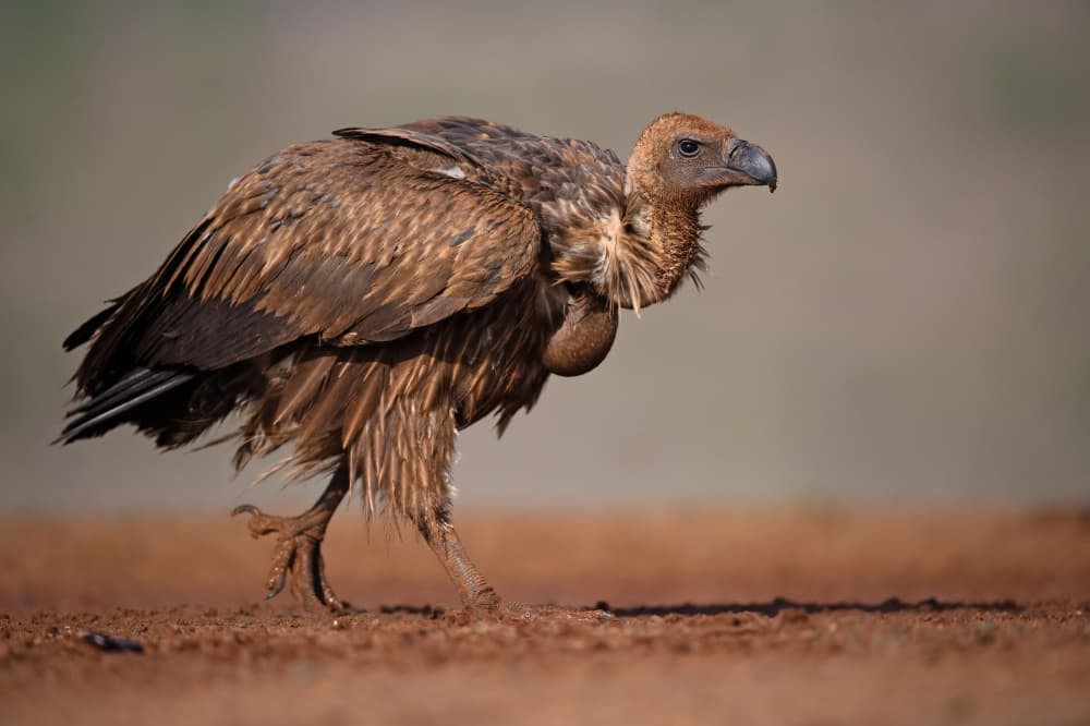Brown Vulture Walking by Marco Pozzi — canvas wall art