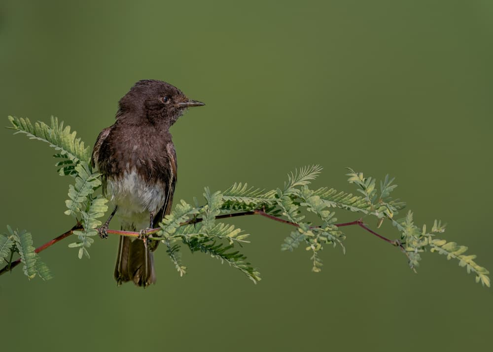 Peaceful Bird on Branch by Jacob (Jian) Xu — canvas wall art