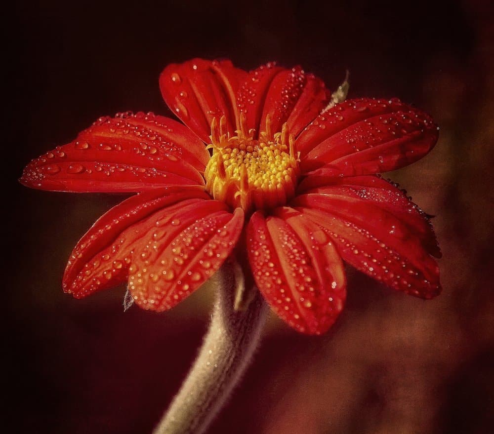 Vibrant Red Bloom by Anna Cseresnjes — canvas wall art