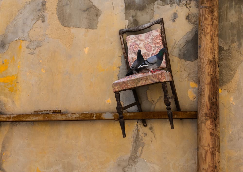 Pigeons On Old Chair by Arnon Orbach — canvas wall art