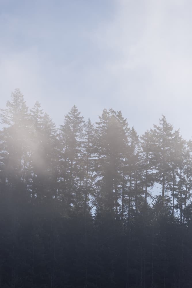 Misty Forest Trees by Lynann Colligan — canvas wall art
