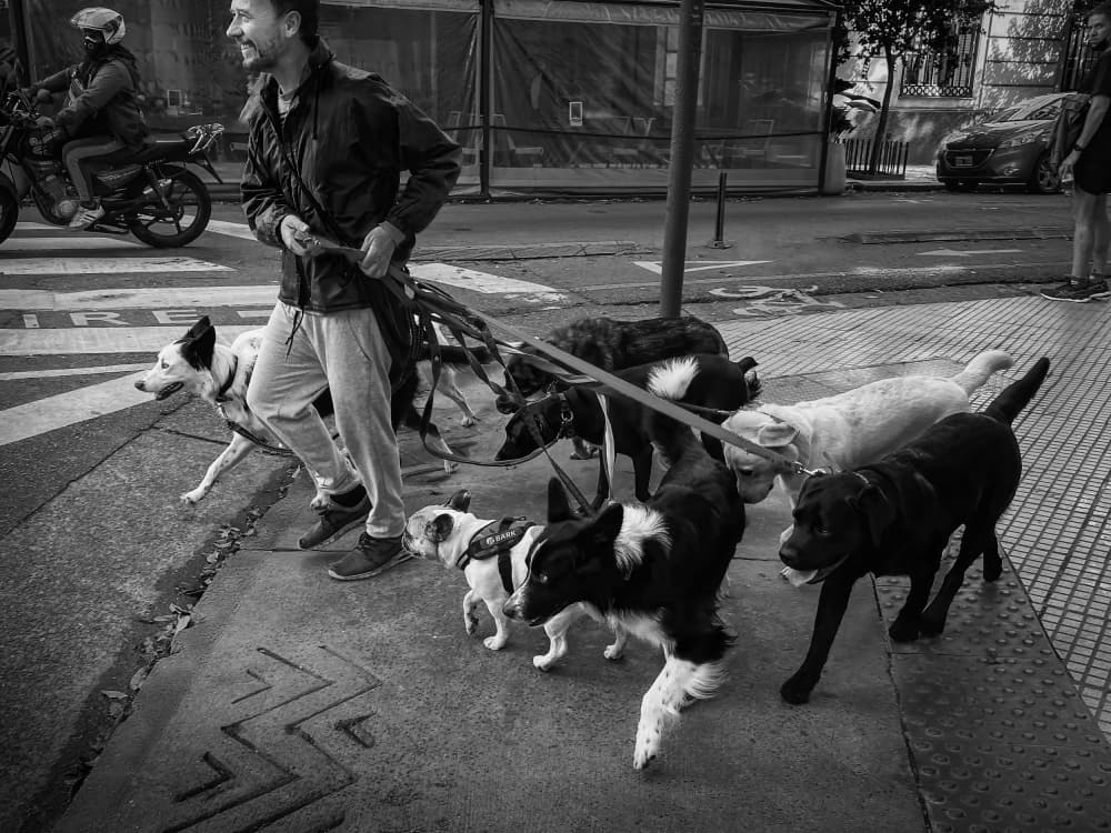 Happy Dog Walker by Gu and Hongchao — canvas wall art