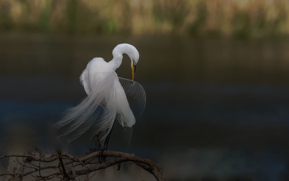 Elegant Egret Preening by Sheila Xu — canvas wall art