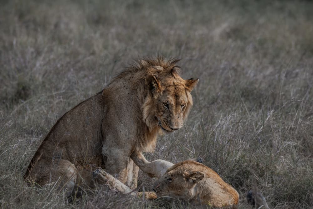 Gentle Lion Connection by Allen SDCA — canvas wall art