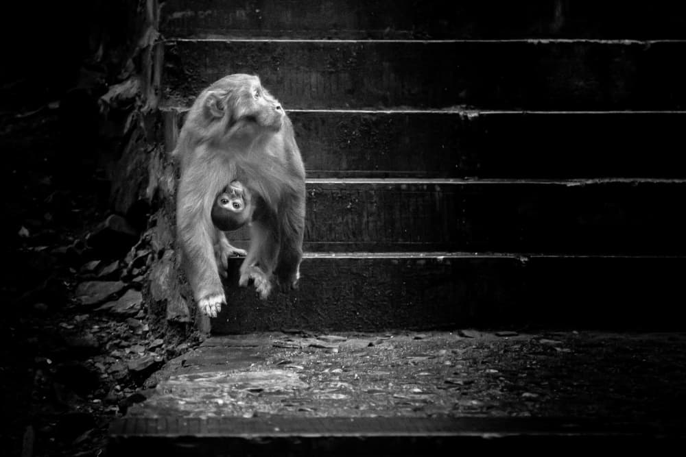 Mother Monkey Carrying Baby by Xiaohong Zhang — canvas wall art