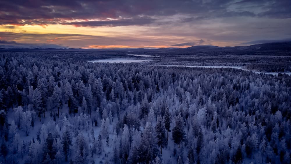 Winter Forest Twilight by Stephanie Kleimann — canvas wall art