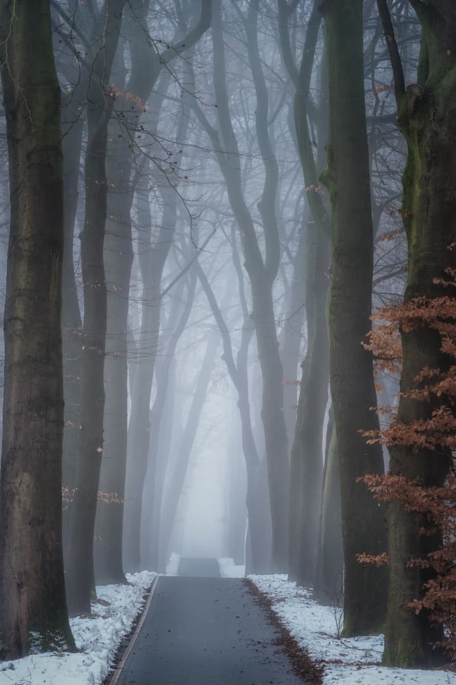 Foggy Winter Forest Path by Ellen Borggreve — canvas wall art