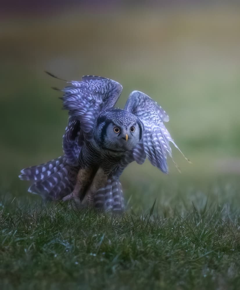 Focused Hawk Owl Landing by Tao Huang — canvas wall art