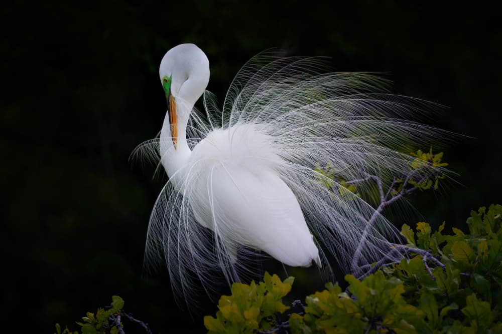 Elegant Egret Display by Sheila Xu — canvas wall art