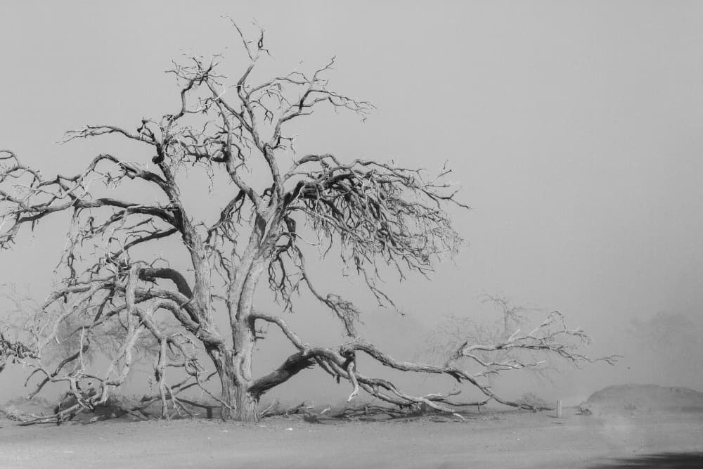 Ancient Desert Tree by Dirk Lombard — canvas wall art
