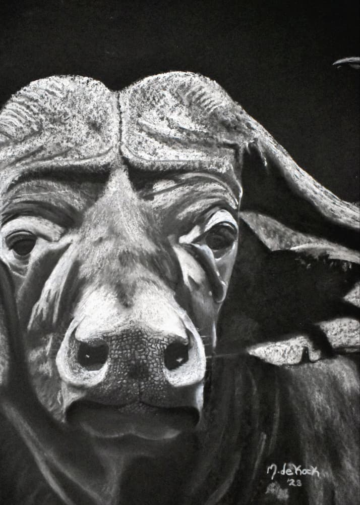 Bufalo by Marchelle de Kock — canvas wall art