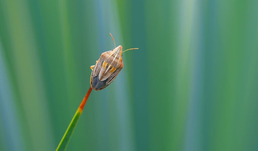 Shield Bug on Green Stem by Thierry Dufour — canvas wall art