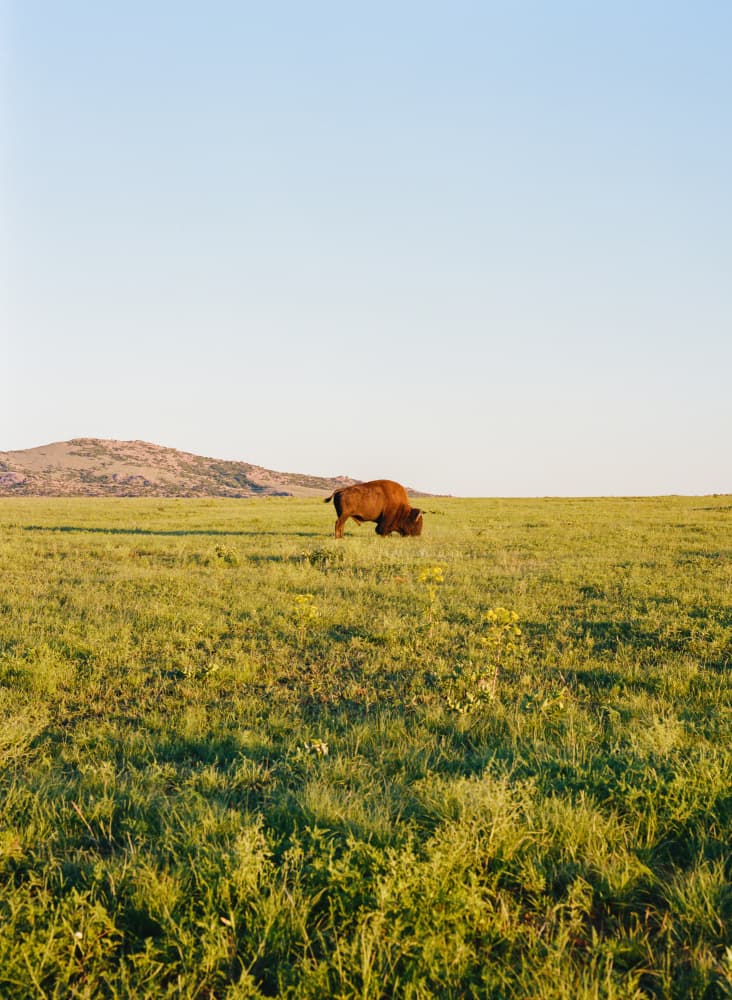 Wild Bison Open Plains by Bethany Young — canvas wall art