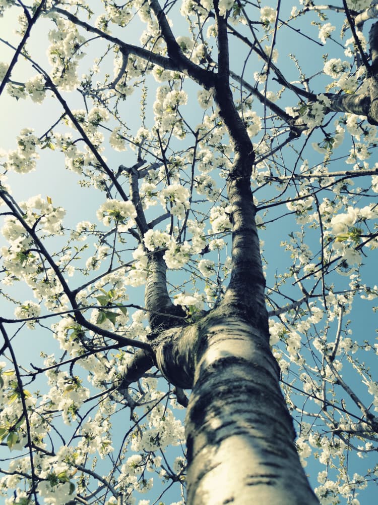 Spring Tree Blossoms by Angelo Cerantola — canvas wall art
