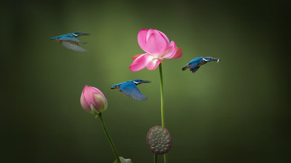 Kingfishers and Lotus Blooms by tianhuayu — canvas wall art