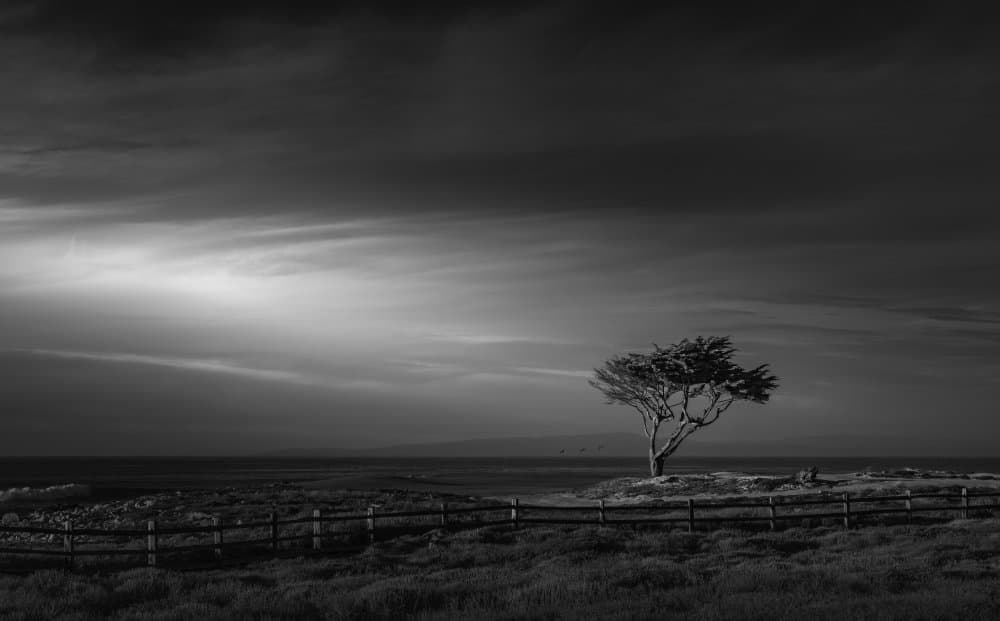 Solitary Coastal Tree by Ruiqing P. — canvas wall art