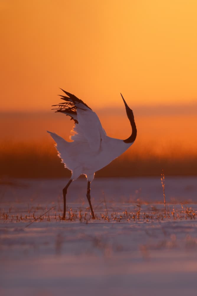 Dancing Crane Golden Sunrise by Bill Lu — canvas wall art