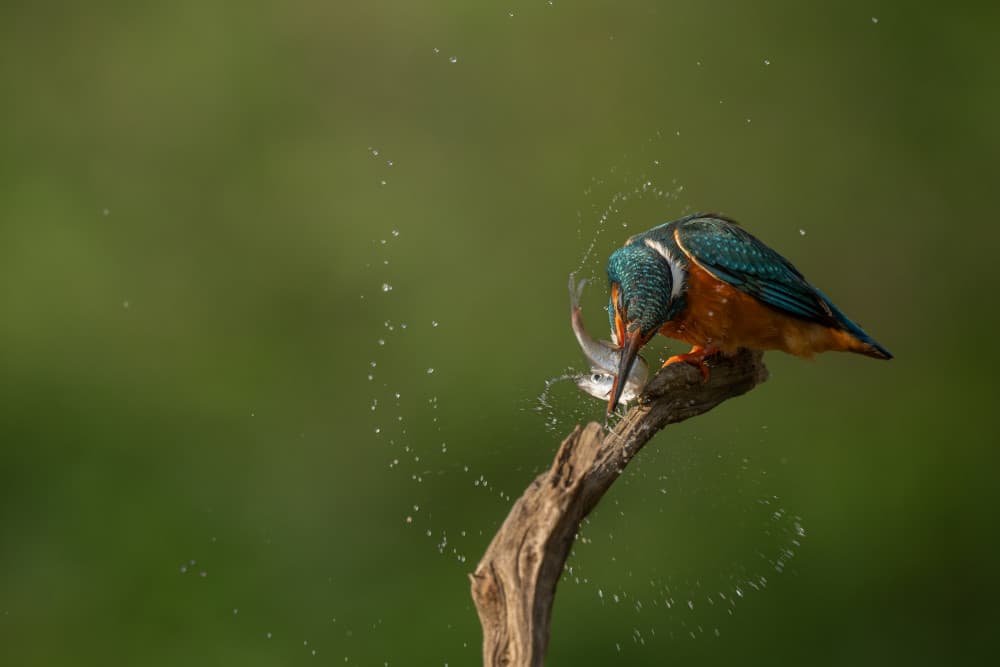 Kingfisher's Dynamic Catch by Nina Pauli — canvas wall art