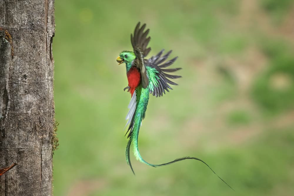 Vibrant Quetzal In Flight by Ming Chen — canvas wall art