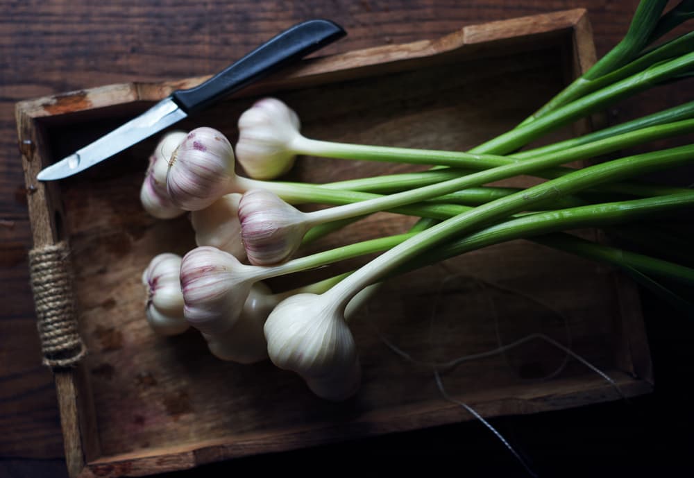 Rustic Garlic Scapes by Karina Aleksandrova — canvas wall art