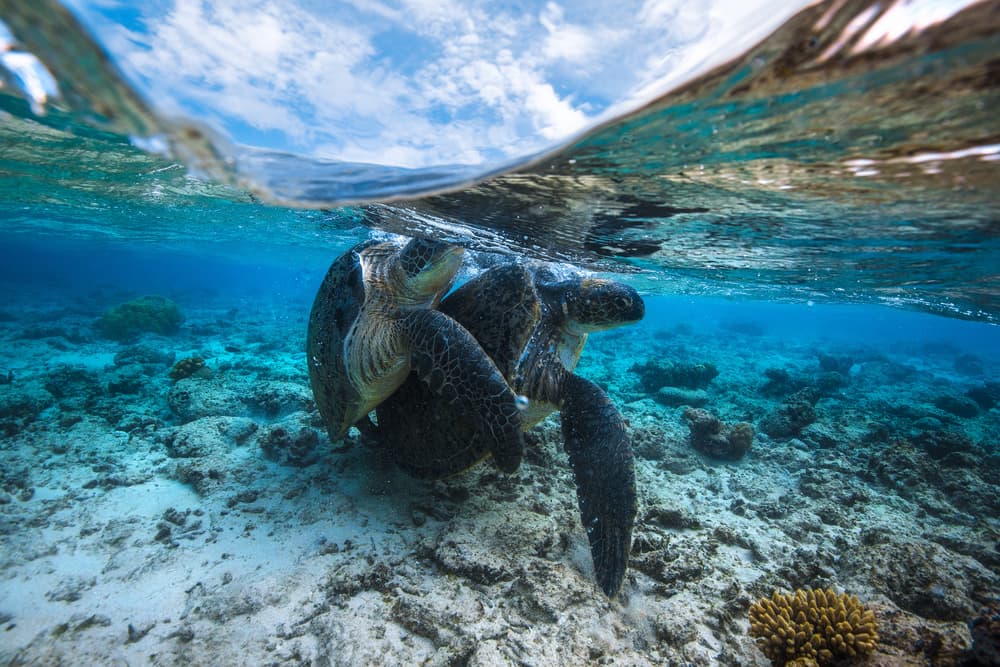 Tropical Sea Turtle Pair by Barathieu Gabriel — canvas wall art