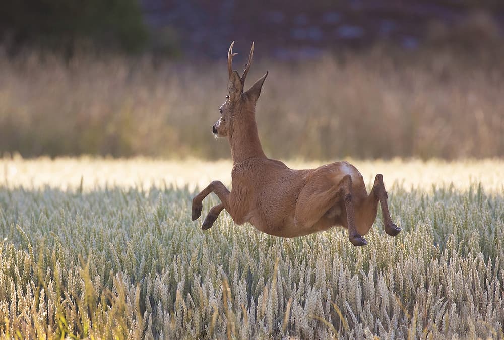 Roe Deer's Golden Leap by Allan Wallberg — canvas wall art