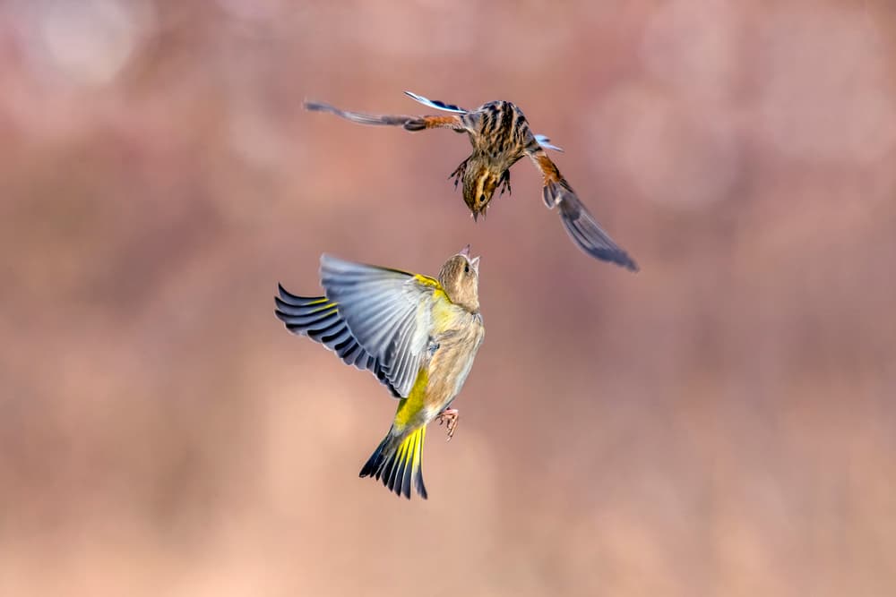 Greenfinch Mid-Air Chase by Marco Redaelli — canvas wall art