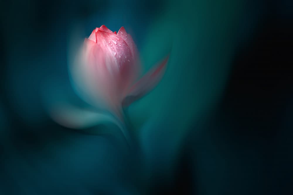 Dewy Pink Lotus by Mei Xu — canvas wall art