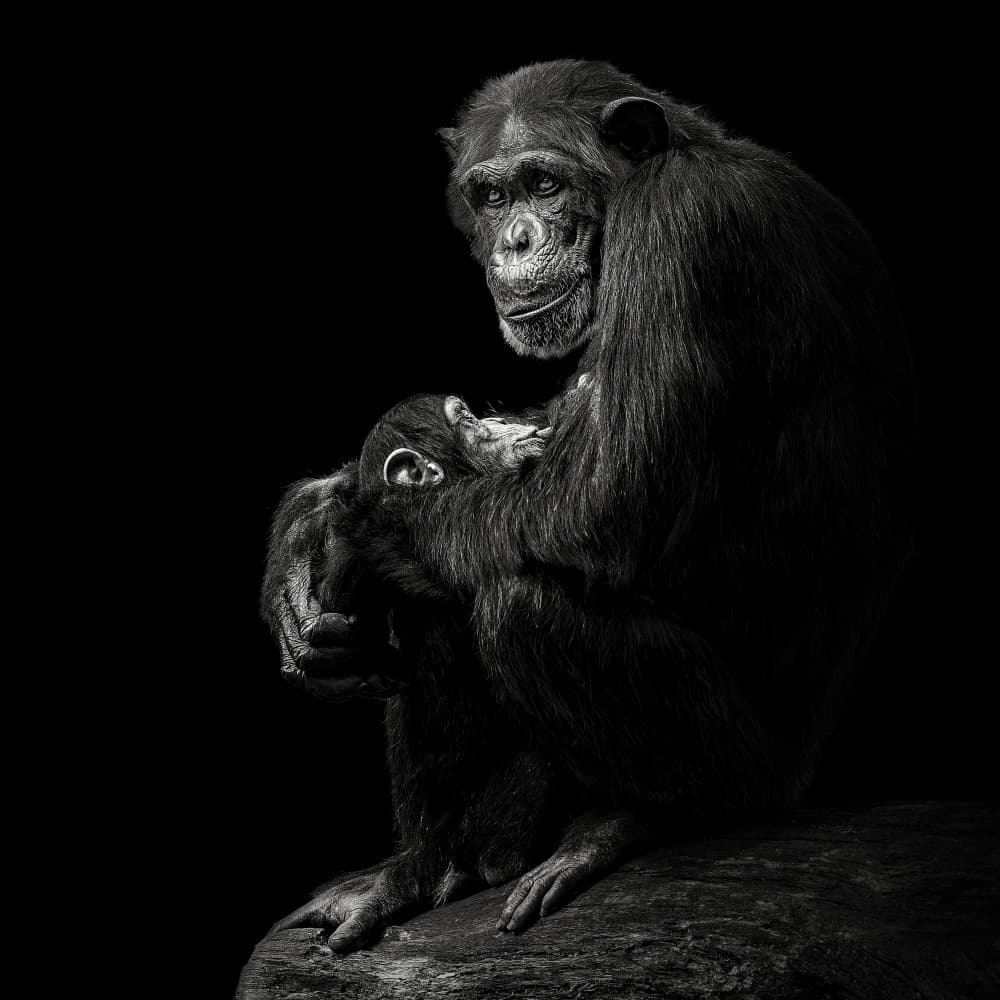 Chimpanzee Mother Love by Christian Meermann — canvas wall art