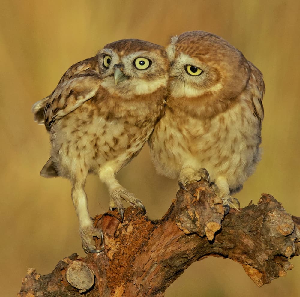 Adorable Owl Duo by David Manusevich — canvas wall art