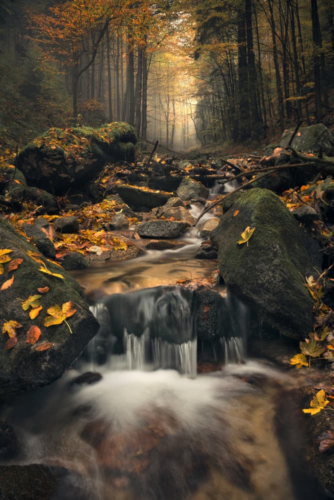 Dreamy Autumn by Stefan Hefele — canvas wall art