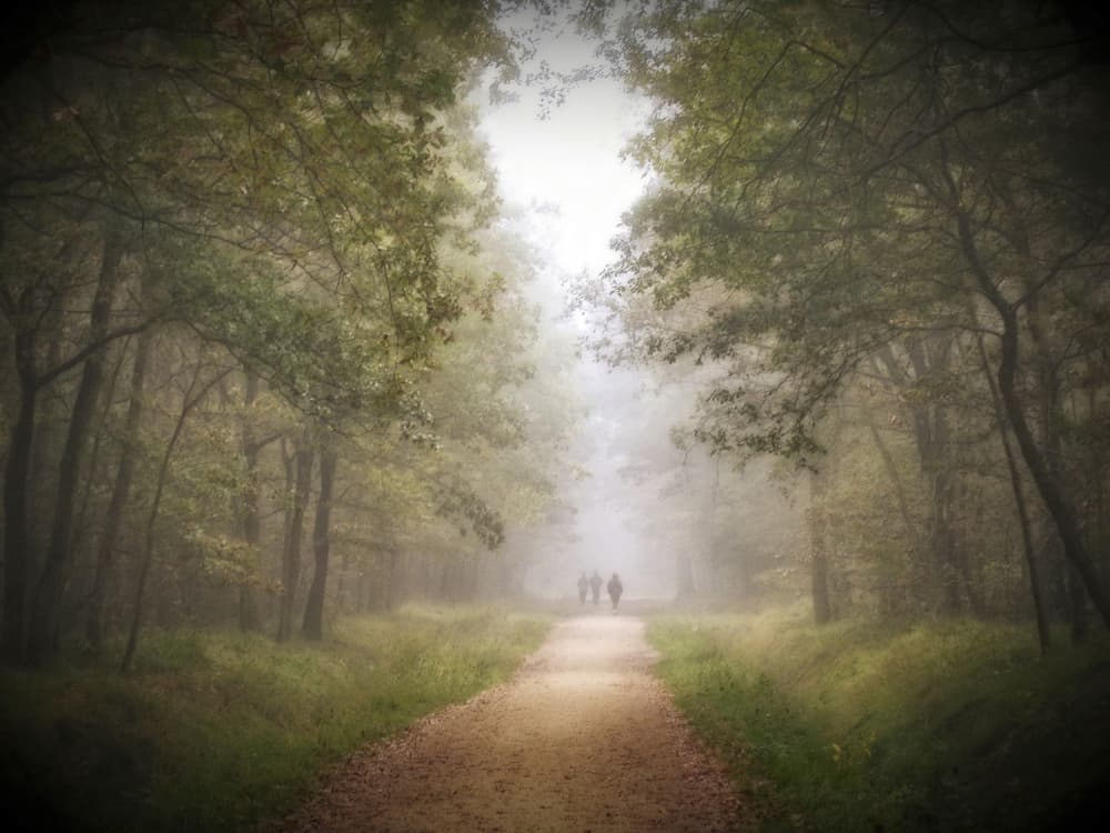 Misty Forest Walk by Anna Cseresnjes — canvas wall art