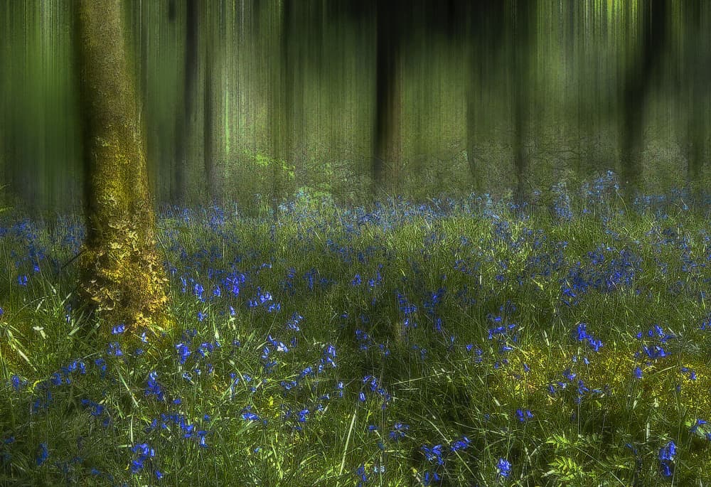 Bluebell Forest Dream by Peter Paterson — canvas wall art