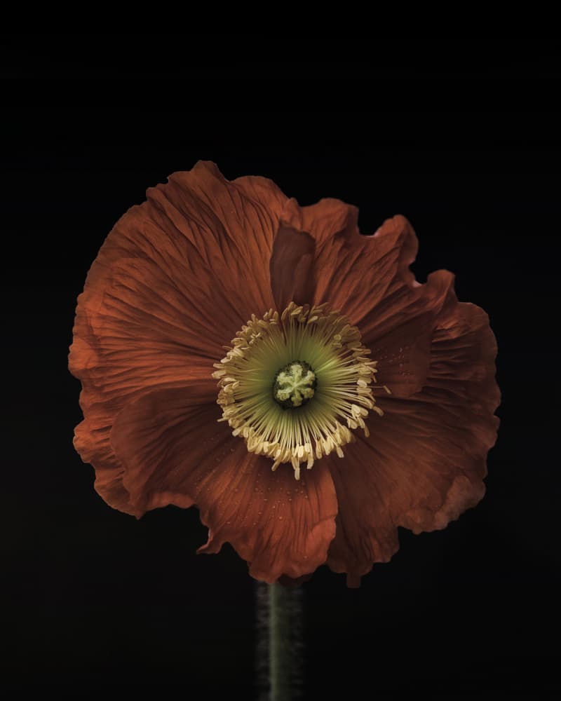 Vibrant Red Poppy by Lotte Grønkjær — canvas wall art