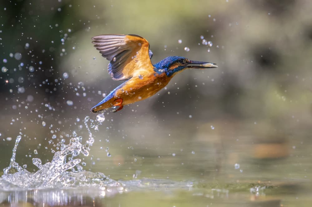 Kingfisher Takes Flight by Marco Redaelli — canvas wall art