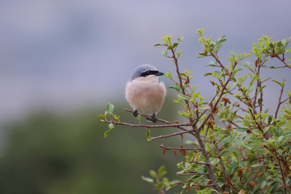 Perched Shrike Bird by AYMAN KHRBAWE — canvas wall art