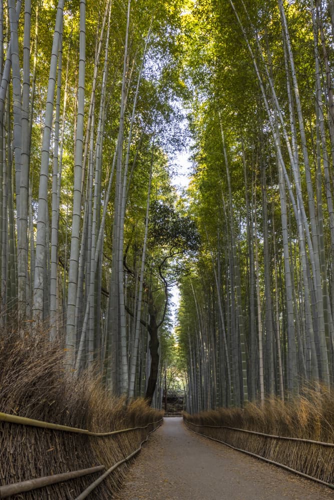 Tranquil Bamboo Forest by Melanie Viola — canvas wall art