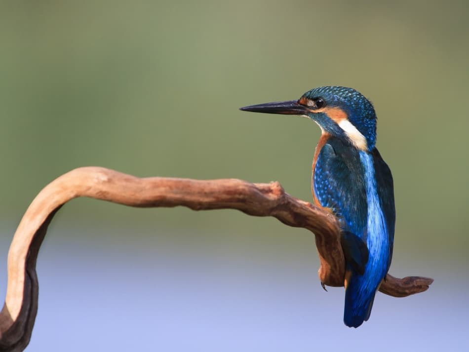 Vibrant Kingfisher Perched by Amnon Eichelberg — canvas wall art