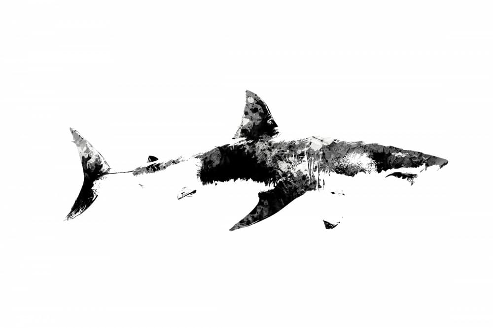 Fierce Ink Shark by Rafal Kulik — canvas wall art