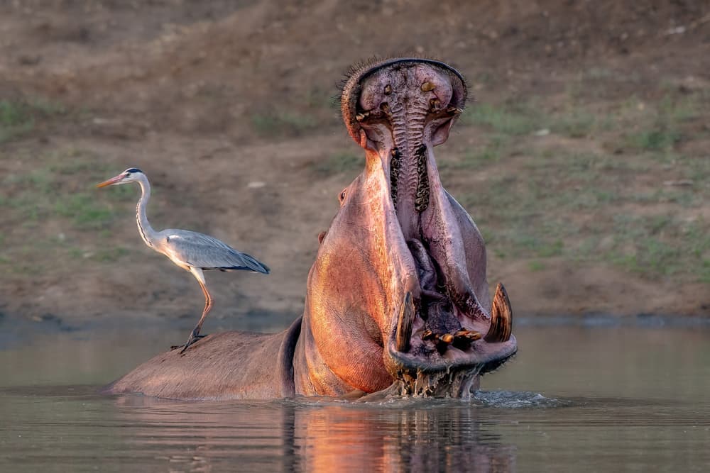 Heron On Hippo's Back by Alessandro Catta — canvas wall art