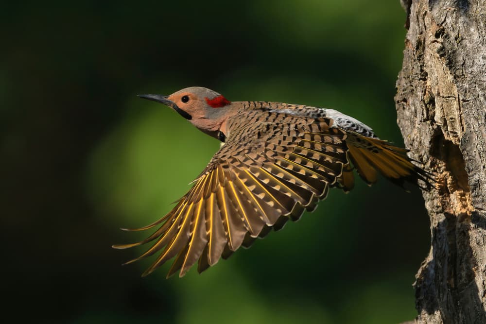 Northern Flicker Takes Flight by Gavin Lam — canvas wall art