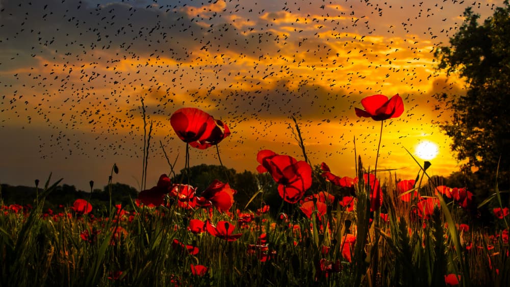Sunset Poppies and Birds by Nicodemo Quaglia — canvas wall art