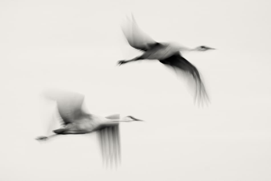 Graceful Birds Flying by John Fan — canvas wall art