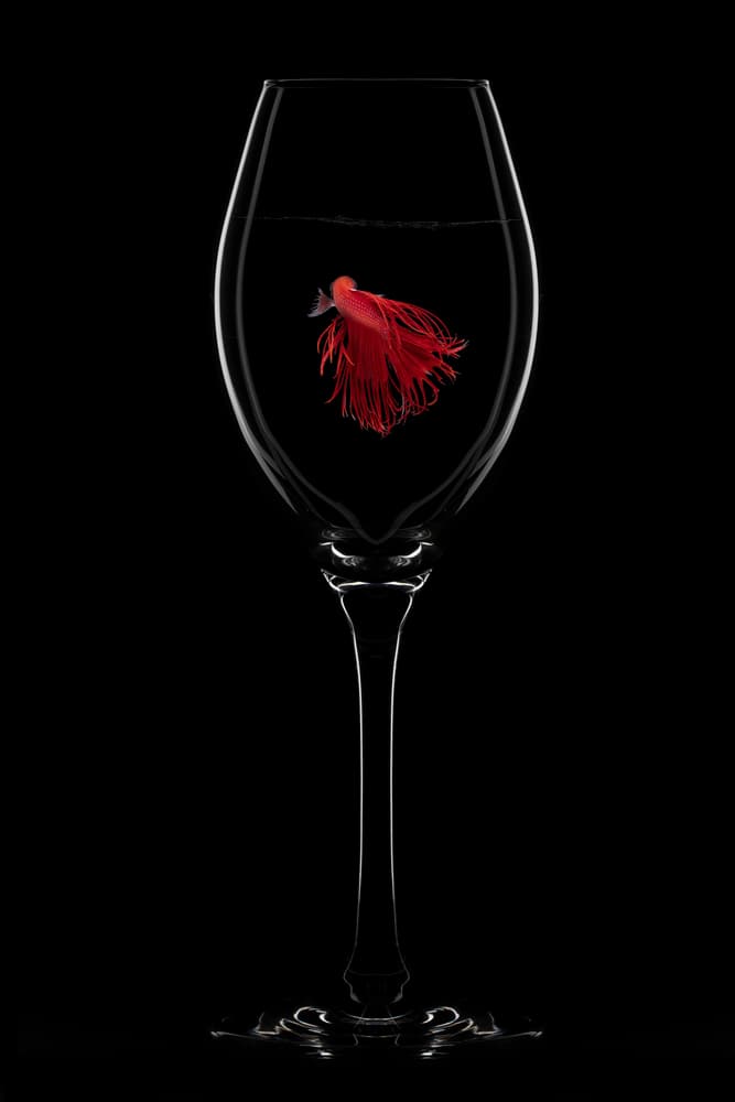 Crimson Betta in Glass by Louise Wolbers — canvas wall art