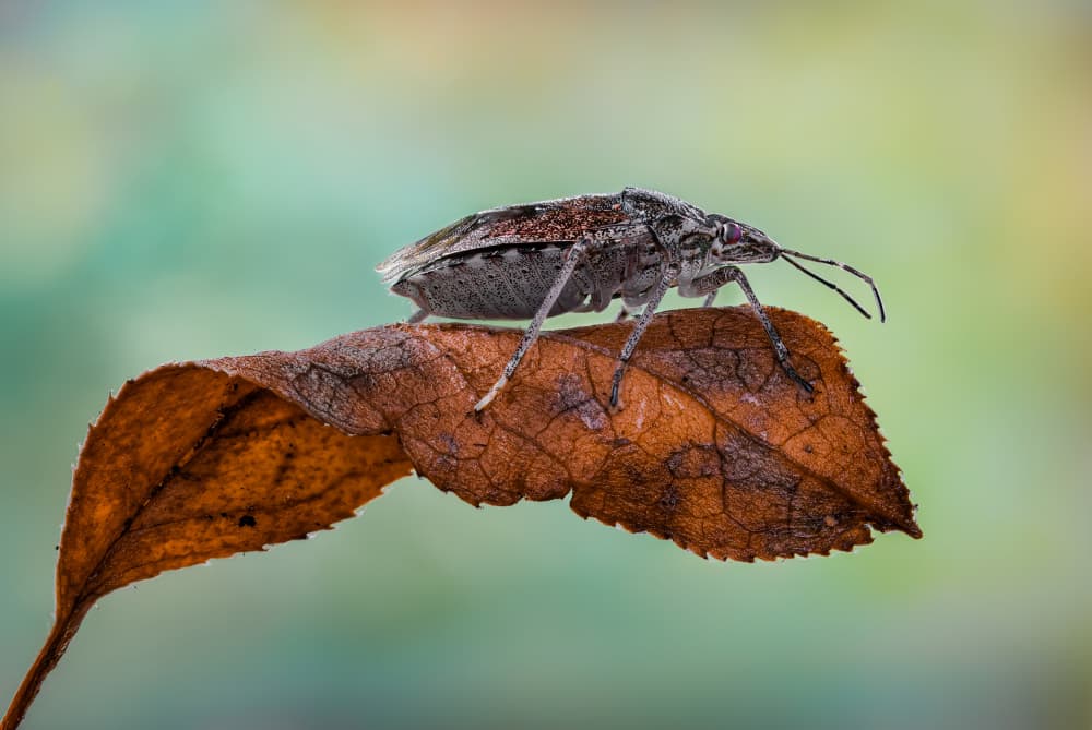 Autumn Stink Bug on Leaf by Atul Saluja — canvas wall art